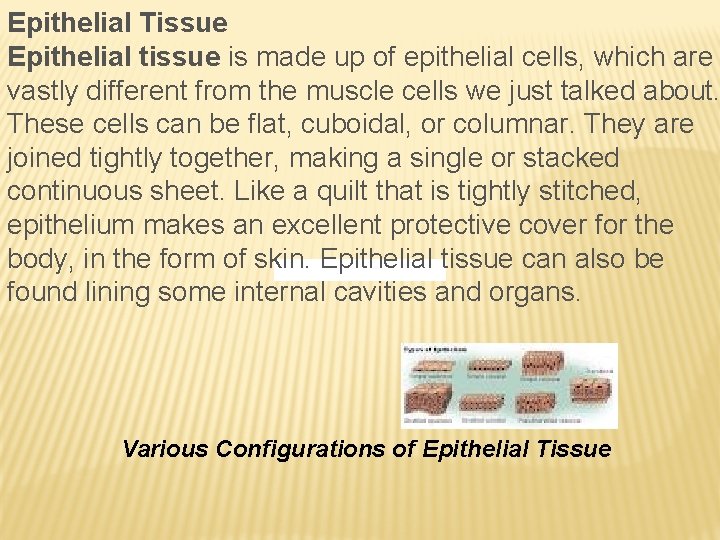 Epithelial Tissue Epithelial tissue is made up of epithelial cells, which are vastly different
