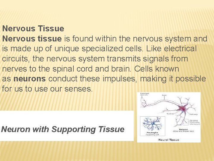 Nervous Tissue Nervous tissue is found within the nervous system and is made up