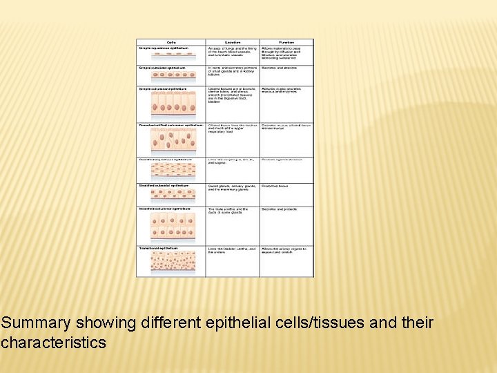 Summary showing different epithelial cells/tissues and their characteristics 