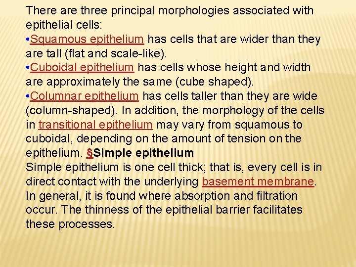 There are three principal morphologies associated with epithelial cells: • Squamous epithelium has cells