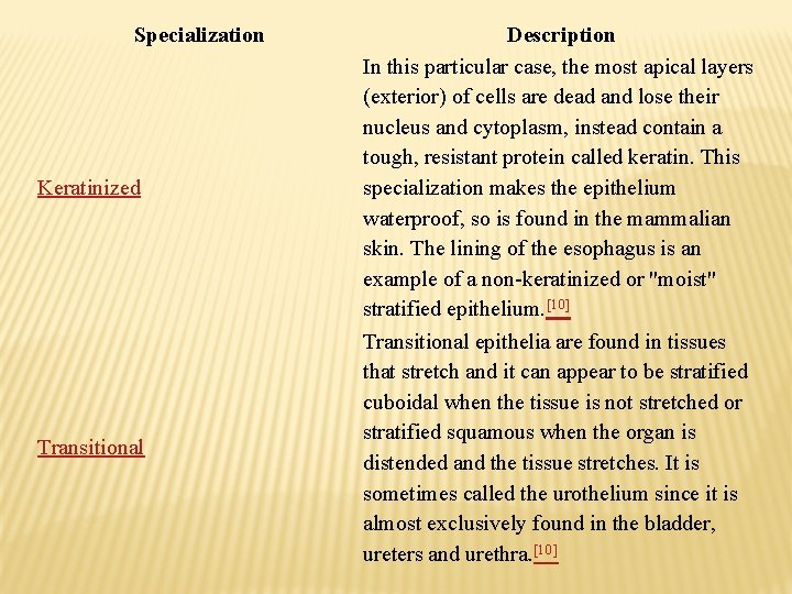 Specialization Keratinized Transitional Description In this particular case, the most apical layers (exterior) of