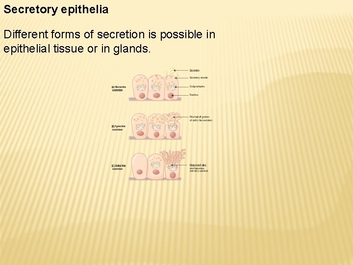 Secretory epithelia Different forms of secretion is possible in epithelial tissue or in glands.