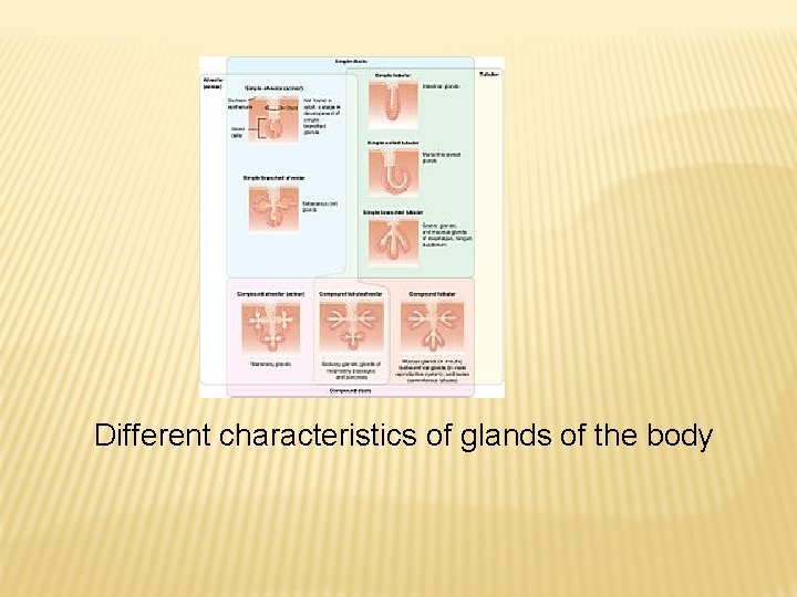 Different characteristics of glands of the body 