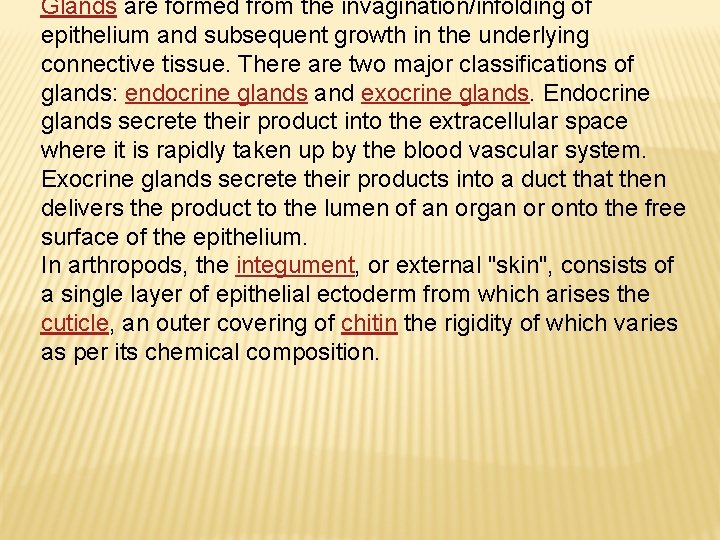 Glands are formed from the invagination/infolding of epithelium and subsequent growth in the underlying