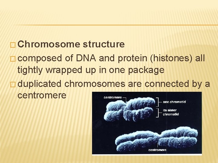 � Chromosome structure � composed of DNA and protein (histones) all tightly wrapped up