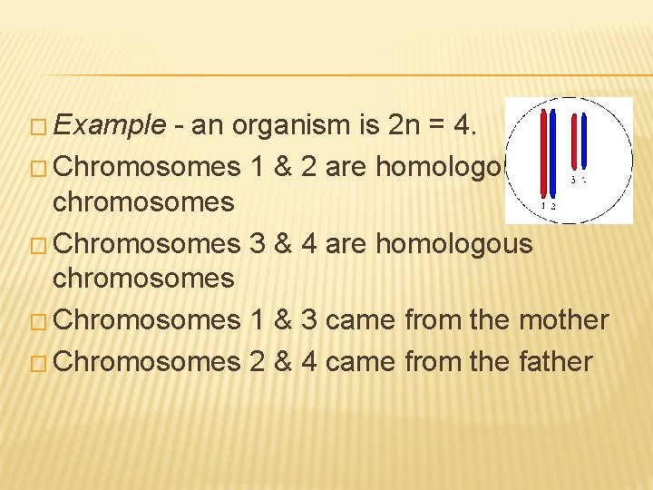 � Example - an organism is 2 n = 4. � Chromosomes 1 &