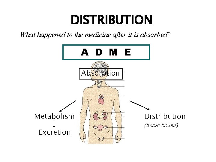 DISTRIBUTION What happened to the medicine after it is absorbed? A D M E