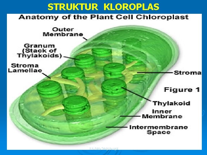 STRUKTUR KLOROPLAS as-bio-fmipa-upi 