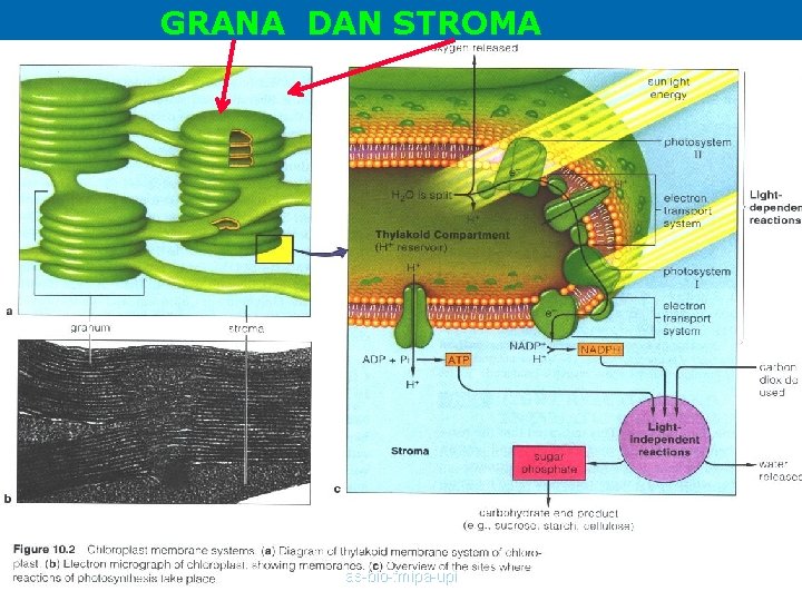 GRANA DAN STROMA as-bio-fmipa-upi 
