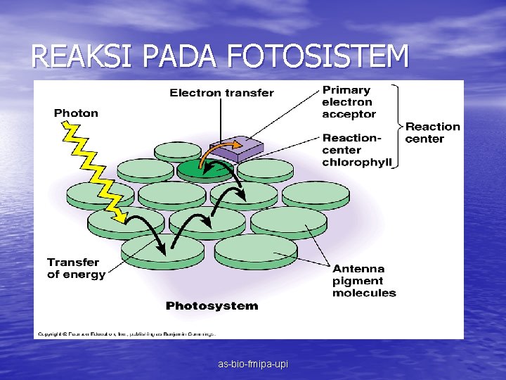 REAKSI PADA FOTOSISTEM as-bio-fmipa-upi 