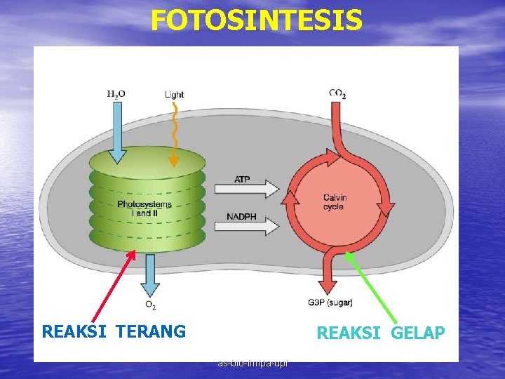 FOTOSINTESIS REAKSI TERANG REAKSI GELAP as-bio-fmipa-upi 