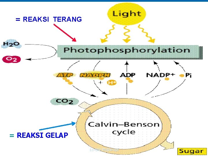 = REAKSI TERANG = REAKSI GELAP as-bio-fmipa-upi 