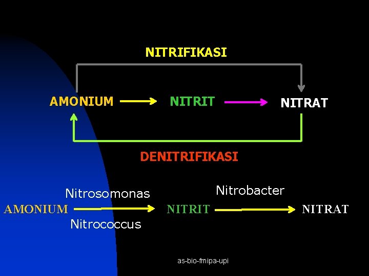 NITRIFIKASI AMONIUM NITRIT NITRAT DENITRIFIKASI Nitrosomonas AMONIUM Nitrococcus Nitrobacter NITRIT as-bio-fmipa-upi NITRAT 