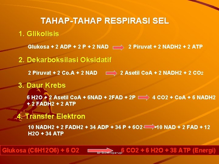 TAHAP-TAHAP RESPIRASI SEL 1. Glikolisis Glukosa + 2 ADP + 2 NAD 2 Piruvat