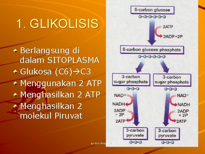 1. GLIKOLISIS Berlangsung di dalam SITOPLASMA Glukosa (C 6) C 3 Menggunakan 2 ATP