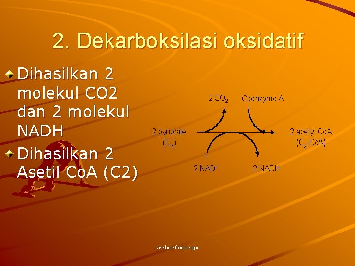 2. Dekarboksilasi oksidatif Dihasilkan 2 molekul CO 2 dan 2 molekul NADH Dihasilkan 2