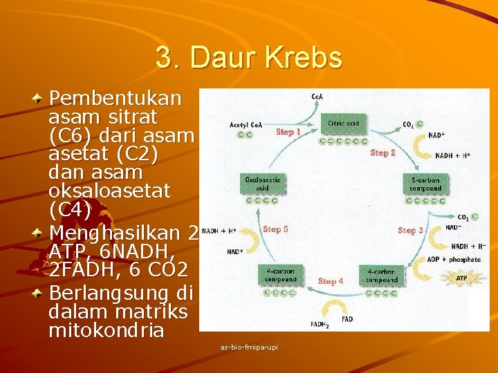 3. Daur Krebs Pembentukan asam sitrat (C 6) dari asam asetat (C 2) dan