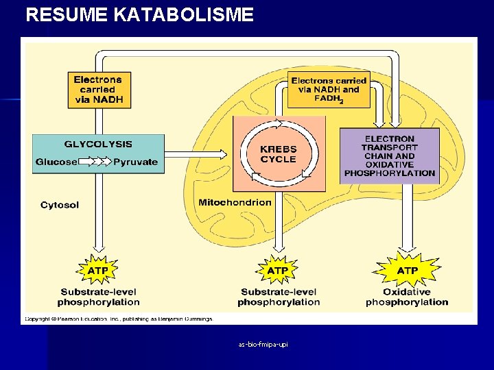 RESUME KATABOLISME as-bio-fmipa-upi 