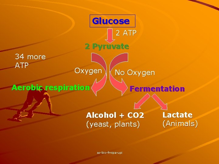 Glucose 2 ATP 2 Pyruvate 34 more ATP Oxygen No Oxygen Aerobic respiration Fermentation