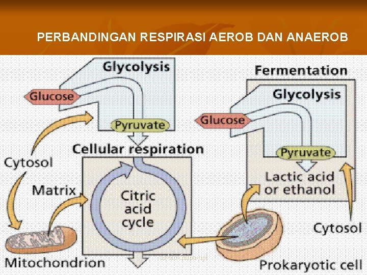 PERBANDINGAN RESPIRASI AEROB DAN ANAEROB as-bio-fmipa-upi 