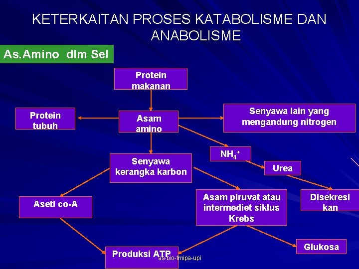 KETERKAITAN PROSES KATABOLISME DAN ANABOLISME As. Amino dlm Sel Protein makanan Protein tubuh Senyawa