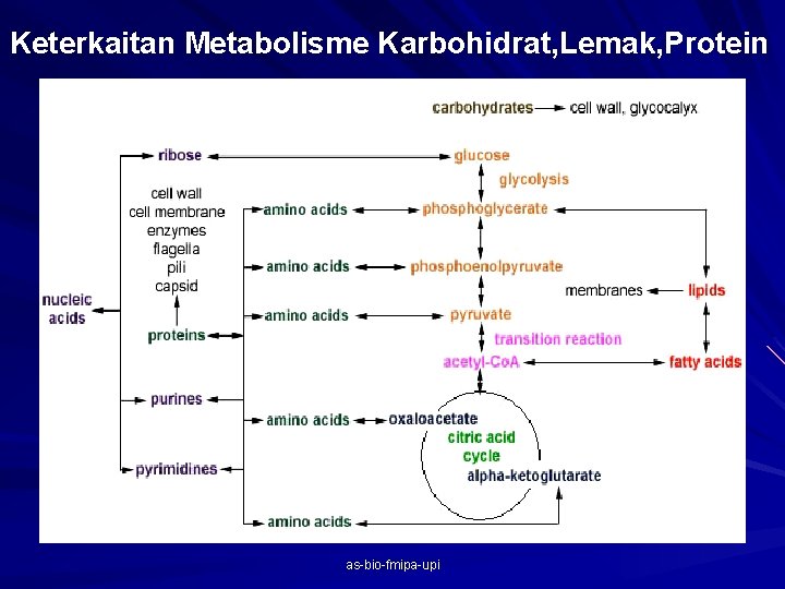Keterkaitan Metabolisme Karbohidrat, Lemak, Protein as-bio-fmipa-upi 