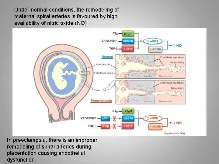 Under normal conditions, the remodeling of maternal spiral arteries is favoured by high availability