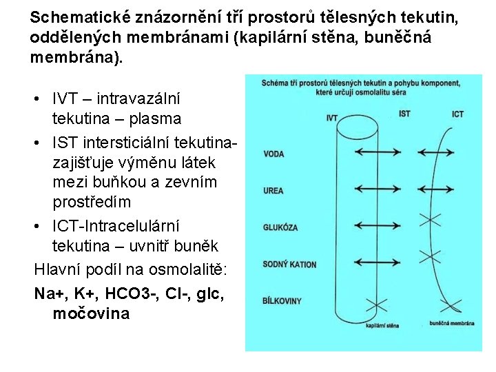 Schematické znázornění tří prostorů tělesných tekutin, oddělených membránami (kapilární stěna, buněčná membrána). • IVT