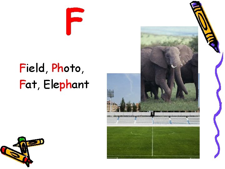 F Field, Photo, Fat, Elephant 