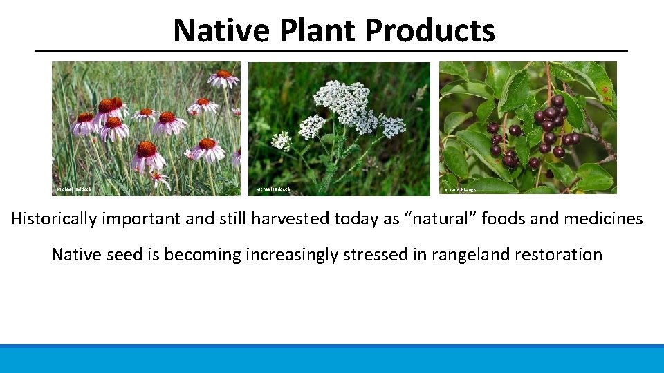 Native Plant Products Michael Haddock K. Launchbaugh Historically important and still harvested today as