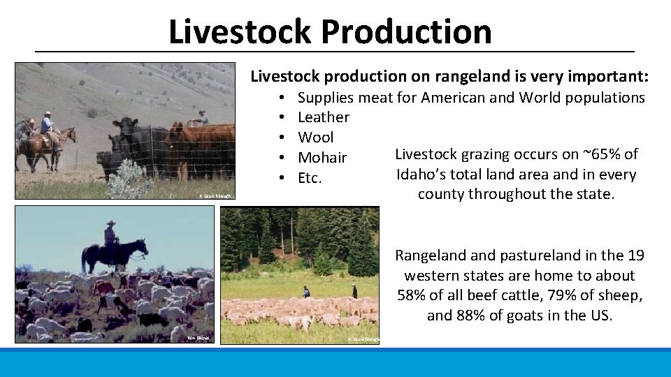 Livestock Production Livestock production on rangeland is very important: • • • K. Launchbaugh