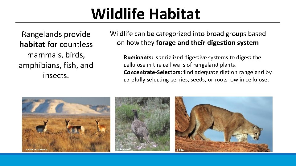 Wildlife Habitat Rangelands provide habitat for countless mammals, birds, amphibians, fish, and insects. Tom