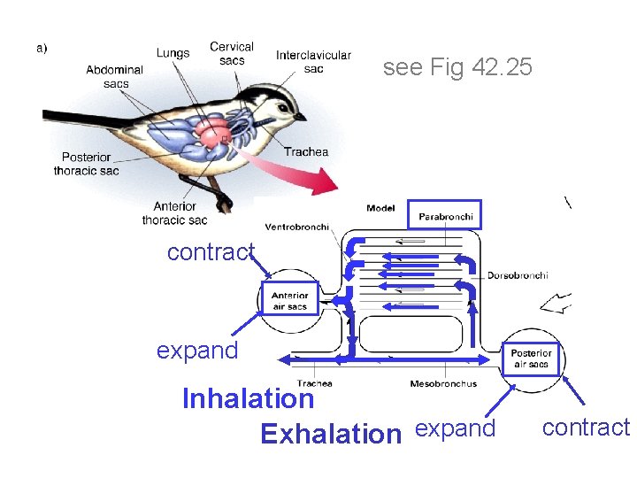 see Fig 42. 25 contract expand Inhalation Exhalation expand contract 