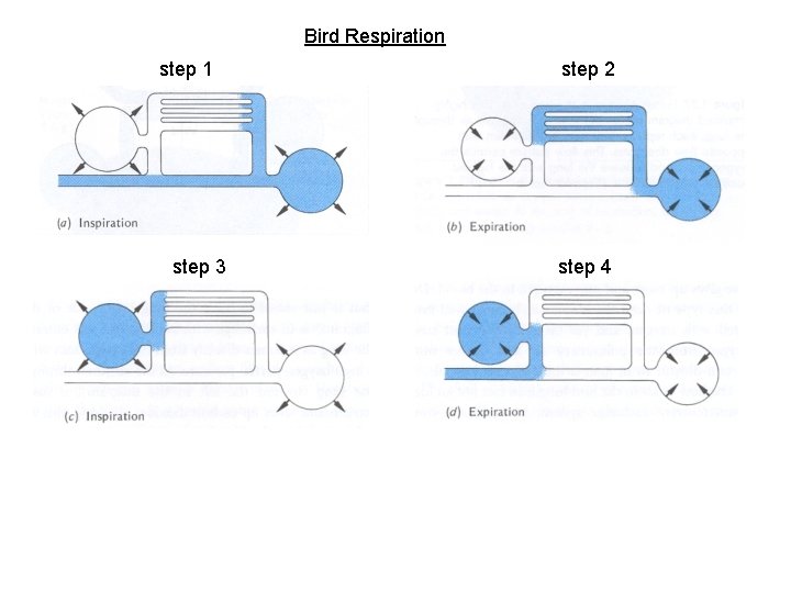 Bird Respiration step 1 step 3 step 2 step 4 