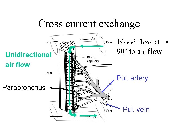 Cross current exchange Unidirectional air flow blood flow at • 90 o to air