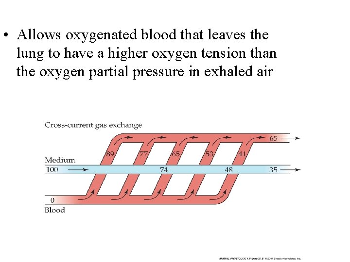  • Allows oxygenated blood that leaves the lung to have a higher oxygen