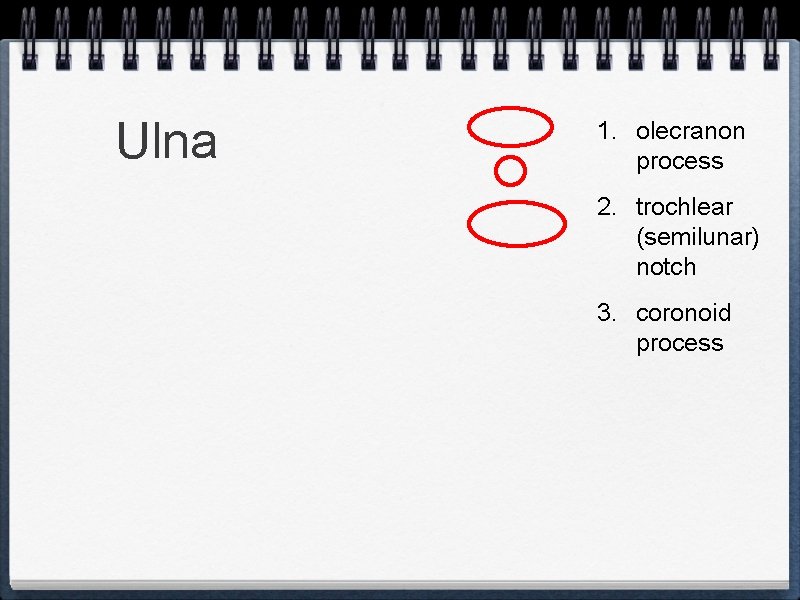 Ulna 1. olecranon process 2. trochlear (semilunar) notch 3. coronoid process 
