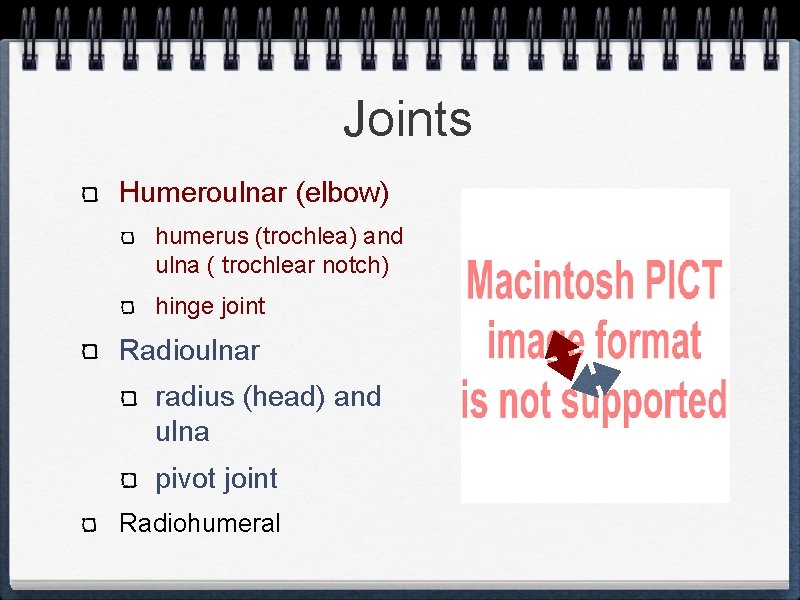 Joints Humeroulnar (elbow) humerus (trochlea) and ulna ( trochlear notch) hinge joint Radioulnar radius