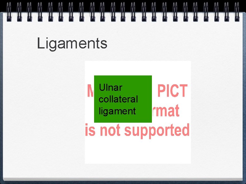 Ligaments Ulnar collateral ligament 