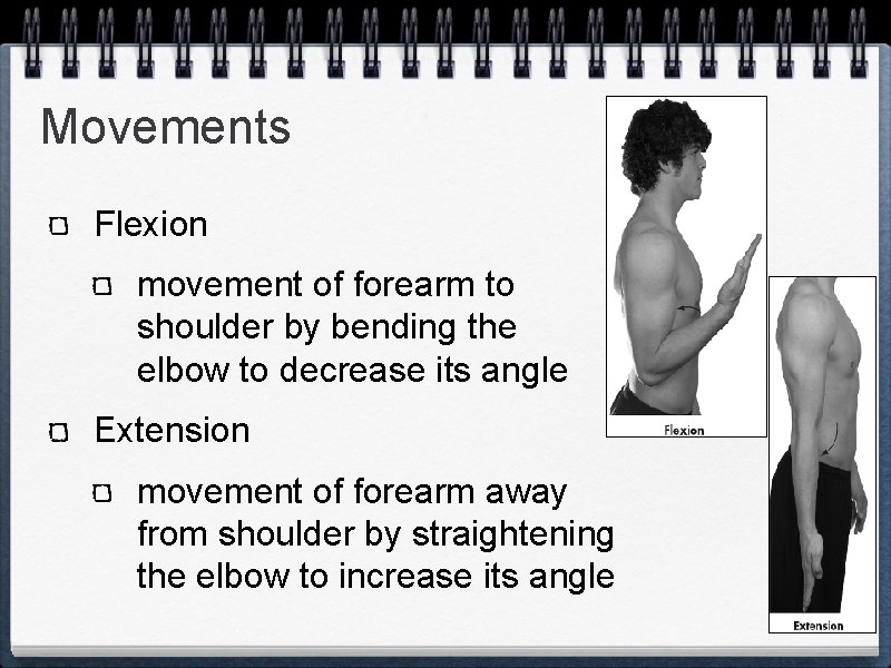 Movements Flexion movement of forearm to shoulder by bending the elbow to decrease its