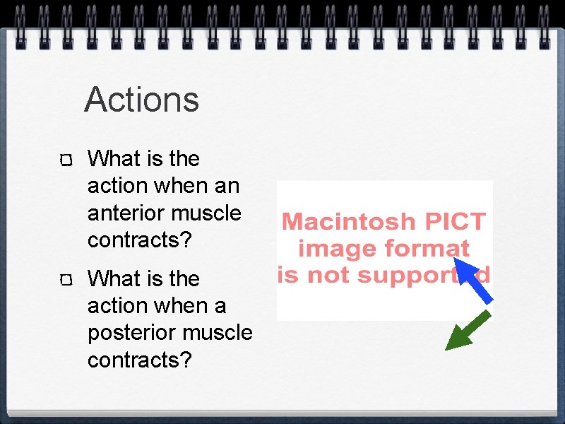 Actions What is the action when an anterior muscle contracts? What is the action