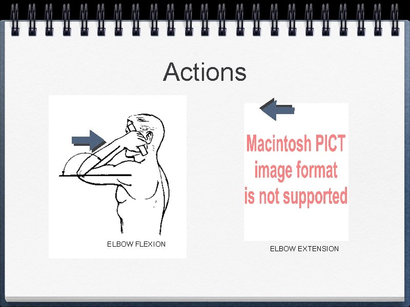 Actions ELBOW FLEXION ELBOW EXTENSION 