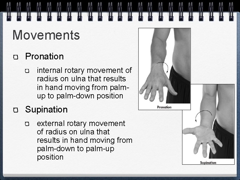 Movements Pronation internal rotary movement of radius on ulna that results in hand moving