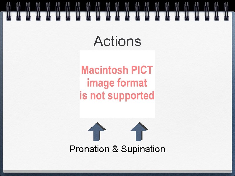 Actions Pronation & Supination 