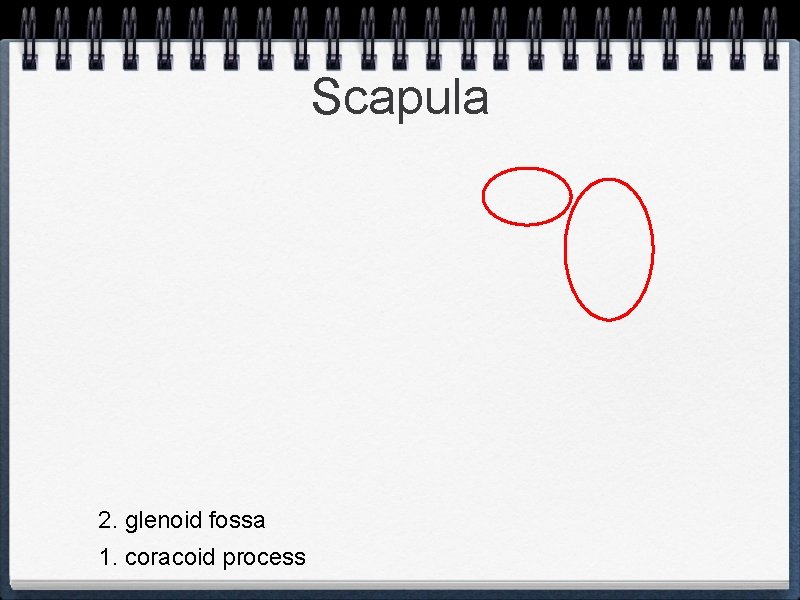 Scapula 2. glenoid fossa 1. coracoid process 