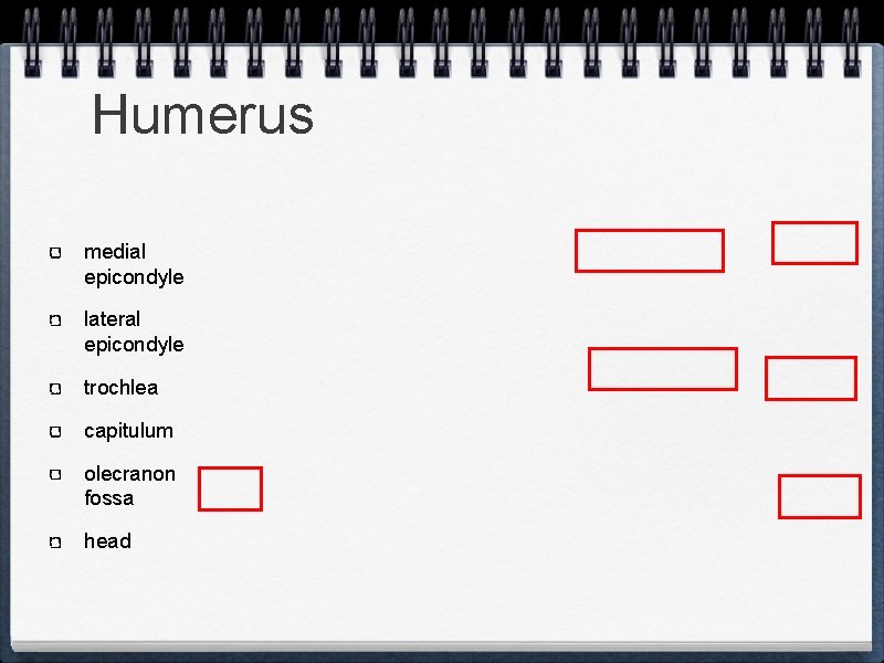 Humerus medial epicondyle lateral epicondyle trochlea capitulum olecranon fossa head 