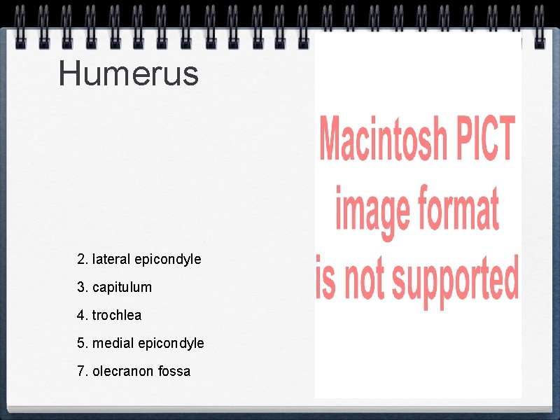 Humerus 2. lateral epicondyle 3. capitulum 4. trochlea 5. medial epicondyle 7. olecranon fossa