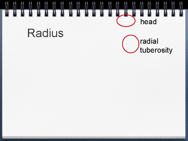 head Radius radial tuberosity 