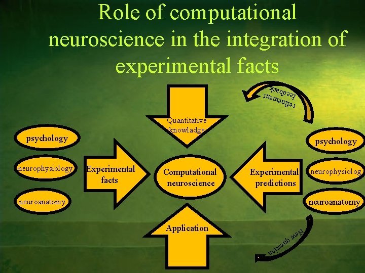 Role of computational neuroscience in the integration of experimental facts refln e feed ment