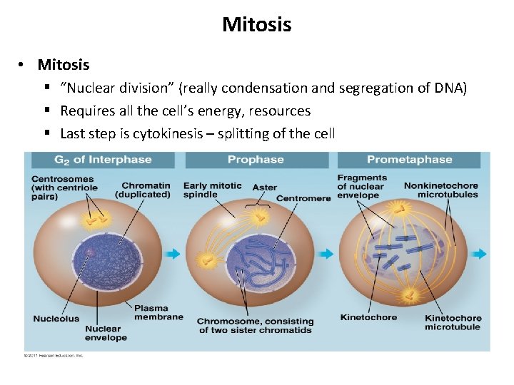 Mitosis • Mitosis § “Nuclear division” (really condensation and segregation of DNA) § Requires